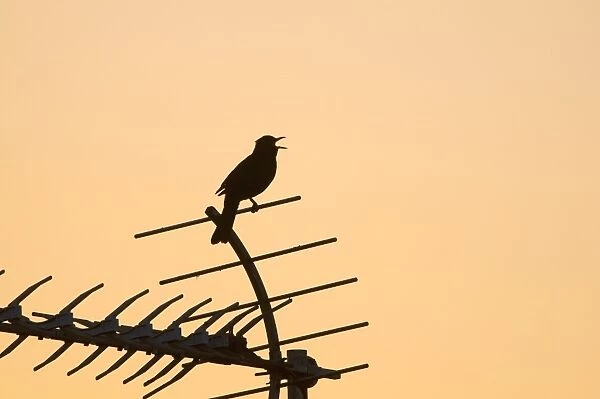 Blackbird Turdus merula in song at dawn in centre of town Holt Norfolk May