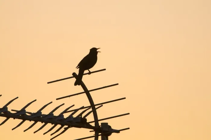 Framed Print : Blackbird Turdus merula in song at dawn in centre of town Holt Norfolk May Framed Print : Blackbird Turdus merula in song at dawn in centre of town Holt Norfolk May