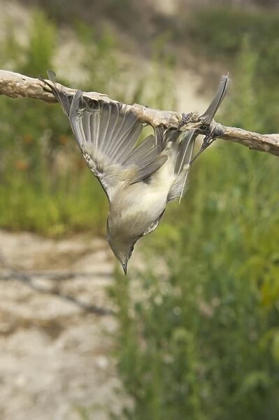 Blackcap Sylvia atricapilla illegally trapped on limestick for use as ambelopulia Cyprus