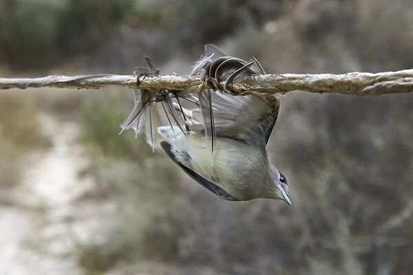 Blackcap Sylvia atricapilla illegally trapped on limestick for use as ambelopulia Cyprus