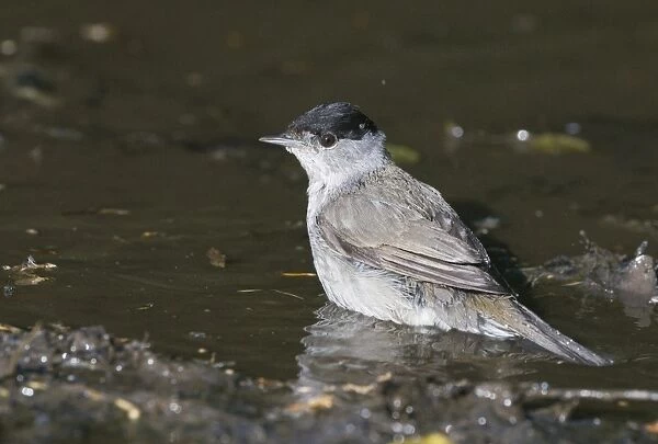 Blackcap Sylvia atricapilla male bathing in puddle Norfolk spring