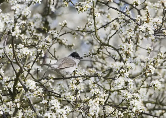 Framed Print : Blackcap Sylvia atricapilla male in Blackthorn Norfolk spring Framed Print : Blackcap Sylvia atricapilla male in Blackthorn Norfolk spring