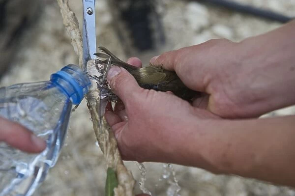 Blackcap Sylvia atricapilla being released from limestick by using water to make