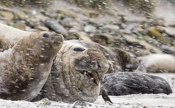 Blackish Cincloides Cinclodes antarcticus picking at wound on Southern Elephant Seal