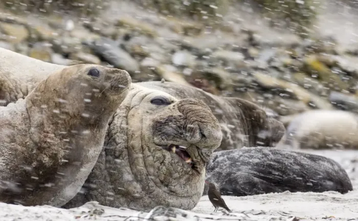 Framed Print : Blackish Cincloides Cinclodes antarcticus picking at wound on Southern Elephant Seal Framed Print : Blackish Cincloides Cinclodes antarcticus picking at wound on Southern Elephant Seal