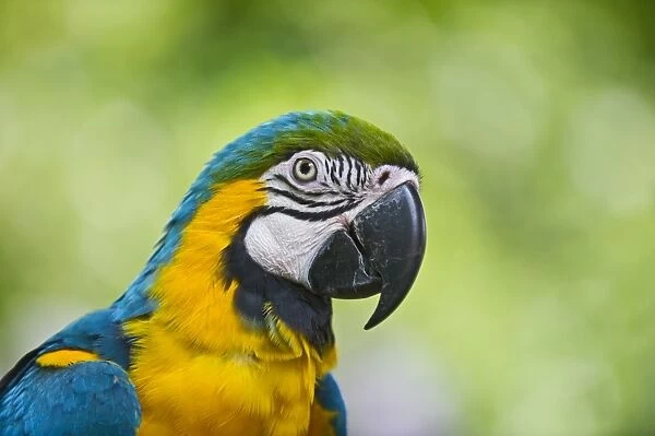 Blue-and-Yellow Macaw (Ara ararauna) captive