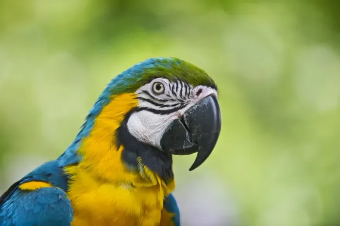 Framed Print : Blue-and-Yellow Macaw (Ara ararauna) captive Framed Print : Blue-and-Yellow Macaw (Ara ararauna) captive