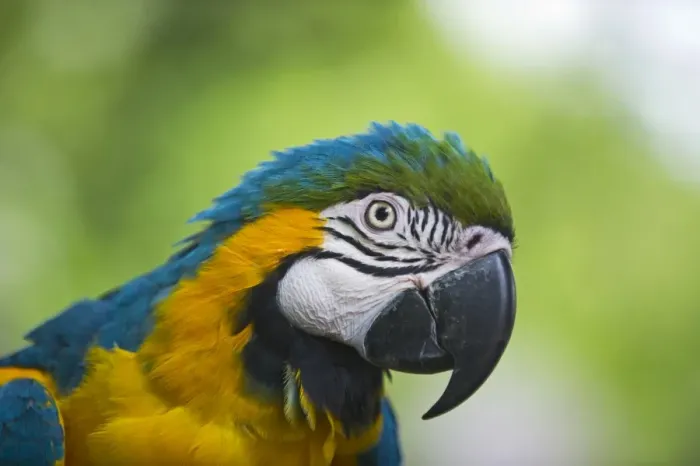 Framed Print : Blue-and-Yellow Macaw (Ara ararauna) captive Framed Print : Blue-and-Yellow Macaw (Ara ararauna) captive