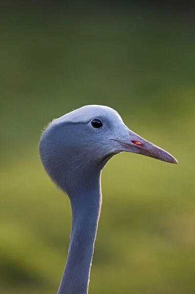 Blue Crane Anthropoides paradisaea (captive) National bird of South Africa