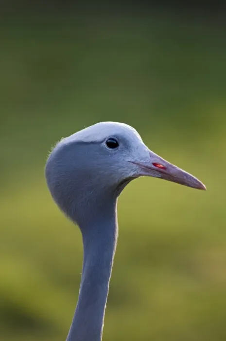 Framed Print : Blue Crane Anthropoides paradisaea (captive) National bird of South Africa