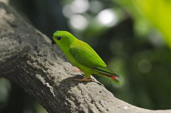 Blue-crowned Hanging Parrot (Loriculus galgulus) found in Thailand and Borneo
