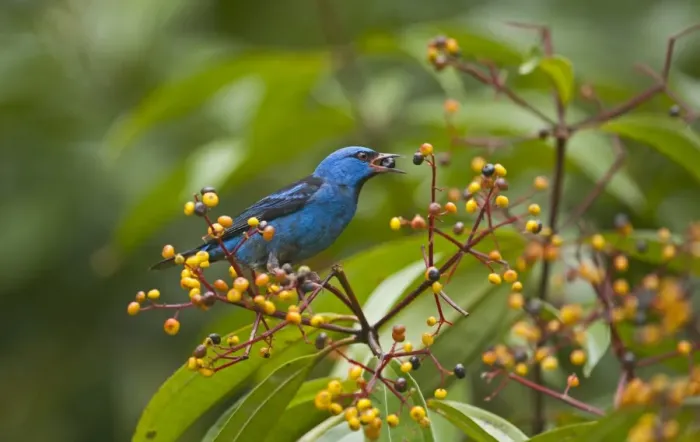 Framed Print : Blue Dacnis Dacnis cyana La Selva Costa Rica Framed Print : Blue Dacnis Dacnis cyana La Selva Costa Rica