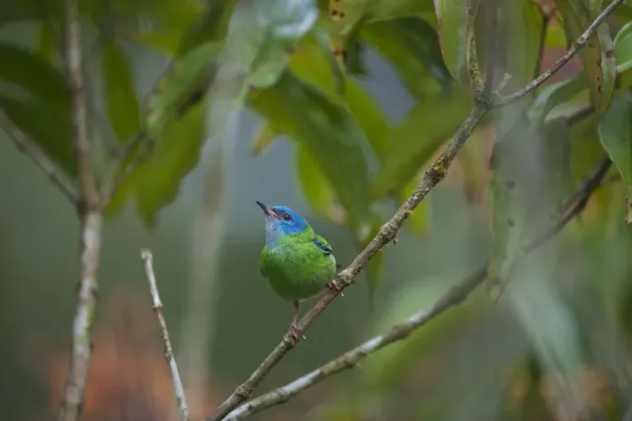 Framed Print : Blue Dacnis Dacnis cyanea female La Selva Costa Rica