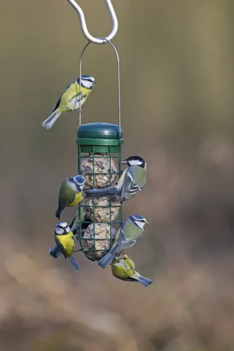 Framed Print : Blue and Great Tits on fat ball feeder in garden Norfolk winter