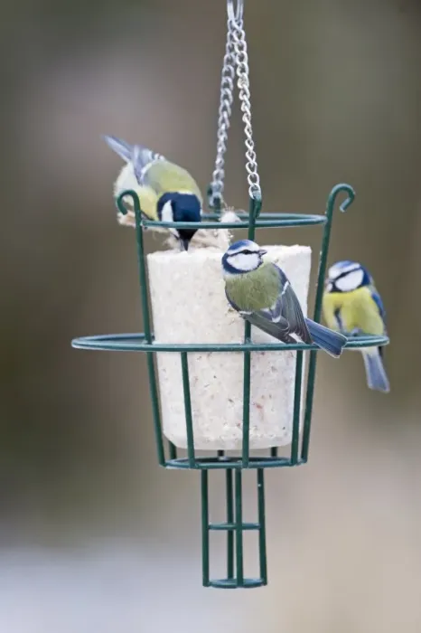 Framed Print : Blue & Great Tits on fat feeder in UK garden