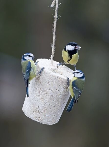 Blue & Great Tits on fat feeder in UK garden