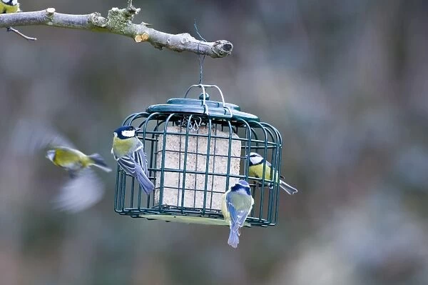 Blue and Great Tits on feeder Kent UK winter