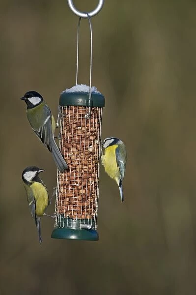 Blue & Great Tits on nut feeder in garden Norfolk winter