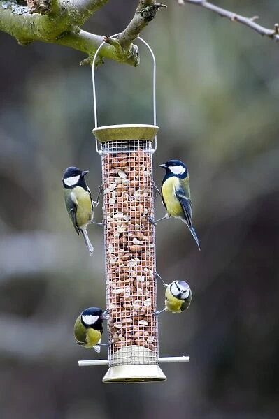 Blue and Great Tits on nut feeder Kent UK winter