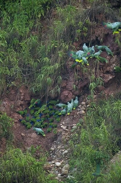 Blue-headed (Pionus menstruus) and Mealy Parrots (Amazona farinosa) at a clay lick
