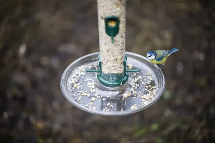 Framed Print : Blue Tit at feeder Norfolk winter Framed Print : Blue Tit at feeder Norfolk winter