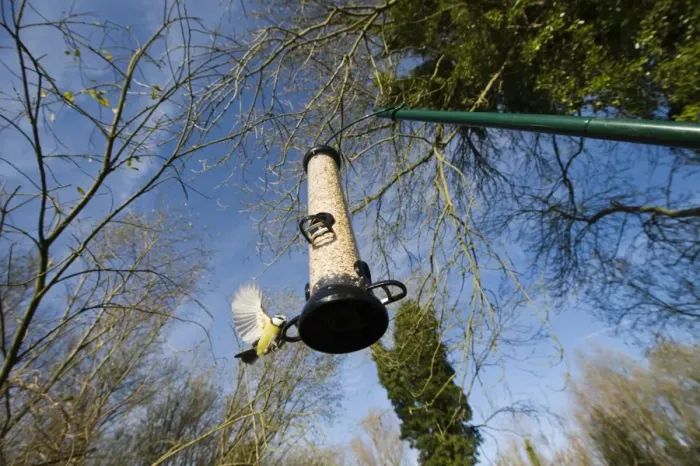 Framed Print : Blue Tit at feeder Norfolk winter Framed Print : Blue Tit at feeder Norfolk winter