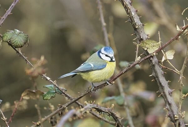 Blue Tit in garden UK winter