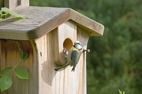 Blue Tit at nestbox in garden UK