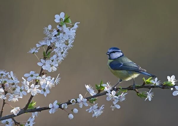 Blue Tit Parus caeruleus on Blackthorn blossom in spring Norfolk