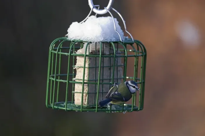 Framed Print : Blue Tit Parus caeruleus on fat feeder in garden Norfolk winter Framed Print : Blue Tit Parus caeruleus on fat feeder in garden Norfolk winter