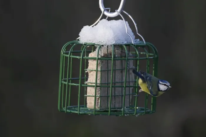 Framed Print : Blue Tit Parus caeruleus on fat feeder in garden Norfolk winter Framed Print : Blue Tit Parus caeruleus on fat feeder in garden Norfolk winter