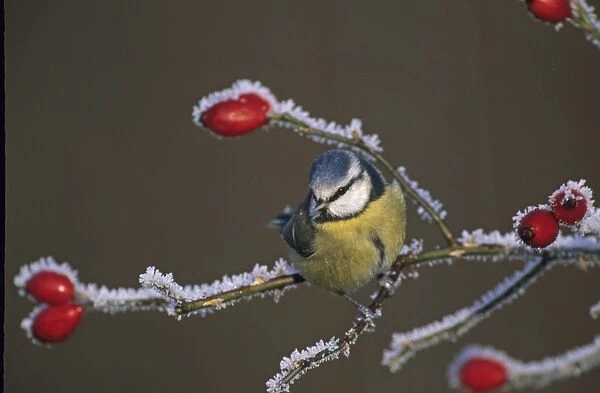 Blue Tit Parus caeruleus on frost covered hips Kent UK winter