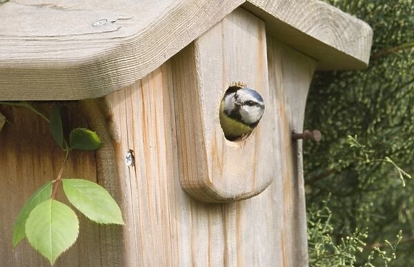 Blue Tit Parus caeruleus looking out of nestbox in garden Kent spring