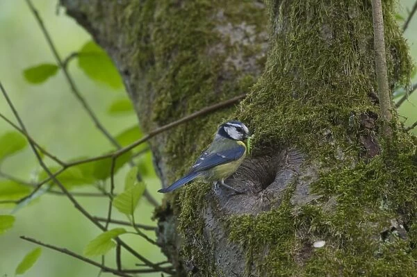 Blue Tit Parus caeruleus at nest hole Ferry Wood Norfolk spring