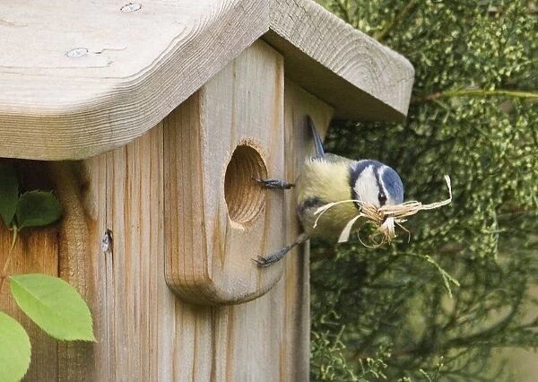 Blue Tit Parus caeruleus at nestbox with nest material in garden Kent spring
