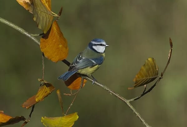 Blue Tit Parus caeruleus Norfolk autumn