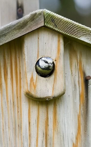 Blue Tit peeping from nest box Kent summer