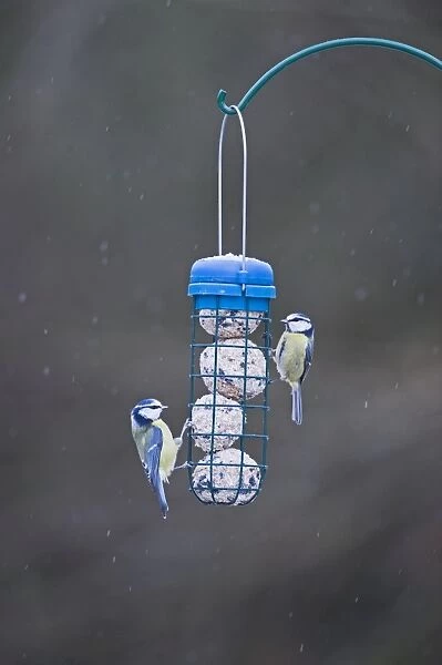 Blue Tits on fat feeder in garden Norfolk winter