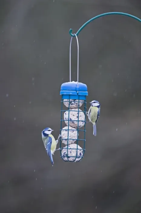 Framed Print : Blue Tits on fat feeder in garden Norfolk winter Framed Print : Blue Tits on fat feeder in garden Norfolk winter