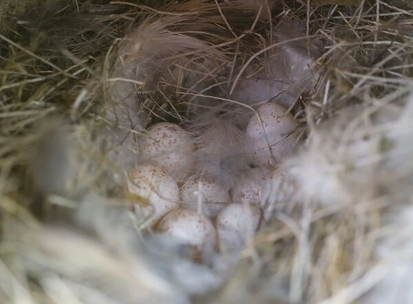 Blue Tits nest and eggs inside nest box Norfolk spring