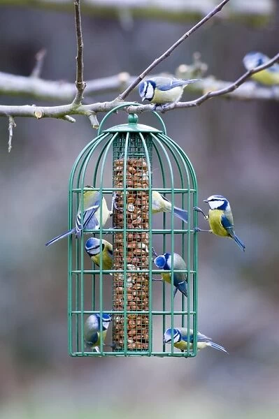 Blue Tits on nut feeder Kent UK winter
