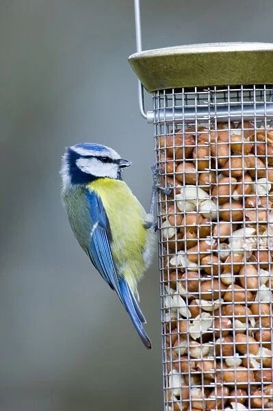 Blue Tits on nut feeder Kent UK winter