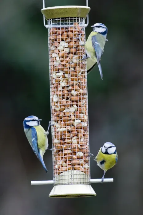 Framed Print : Blue Tits Parus caeruleus on nut feeder Kent UK winter