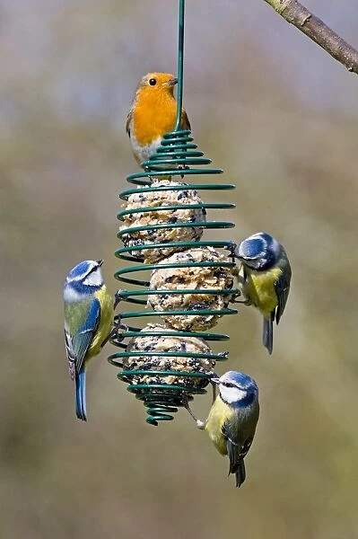 Blue Tits and Robin on fat feeder Kent UK winter