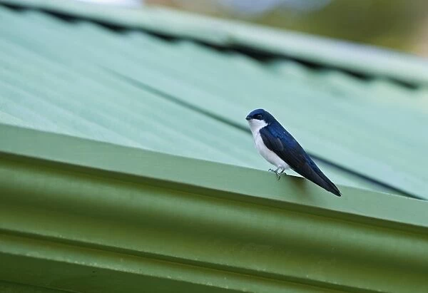 Blue and White Swallow Notiochelidon cyanoleuca Savegre Costa Rica