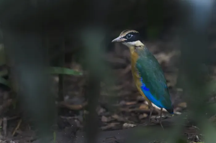 Framed Print : Blue-winged Pitta (Pitta moluccensis) Singapore Framed Print : Blue-winged Pitta (Pitta moluccensis) Singapore