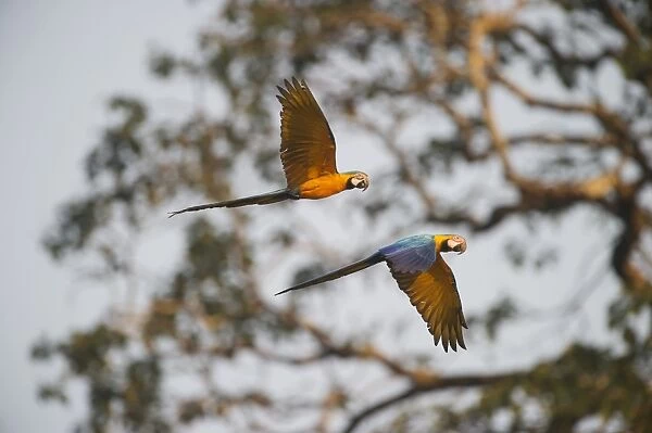 Blue and Yellow Macaw Ara ararauna Tambopata Amazon Peru