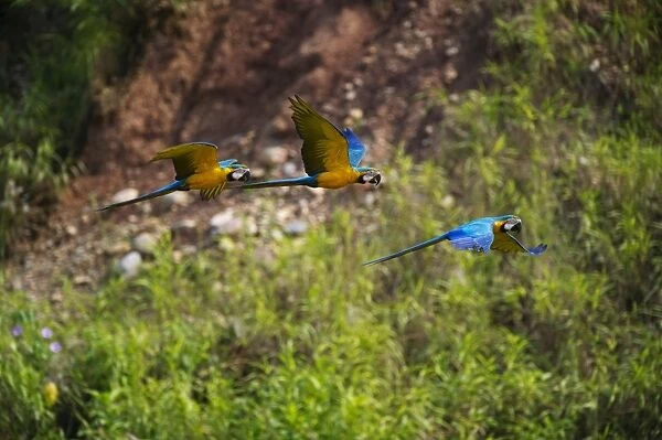 Blue and Yellow Macaw Ara ararauna Tambopata Amazon Peru