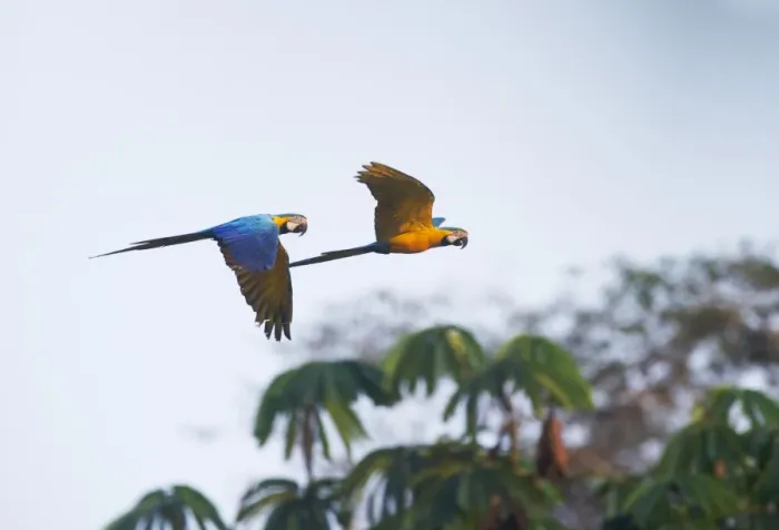 Framed Print : Blue and Yellow Macaw Ara ararauna Tambopata Amazon Peru Framed Print : Blue and Yellow Macaw Ara ararauna Tambopata Amazon Peru