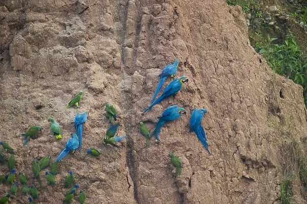 Blue and Yellow Macaws Ara ararauna at clay lick Tambopata Amazon Peru